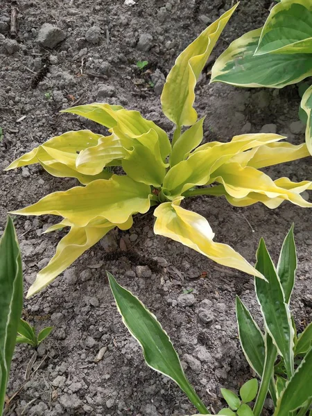 Daun Muda Dari Tanaman Kebun Abadi Hosta Dengan Dedaunan Kuning — Stok Foto