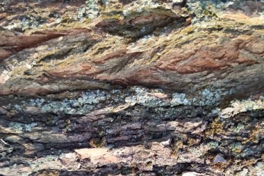 Ağaç kabuğu dokusu, vektör arkaplan tasarımı ögesi eps10