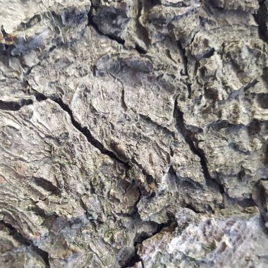 Arka plan ya da tekstil için çürük ahşap doku. Çatlak gri ağaç kabuğu, vektör dekoratif arkaplan