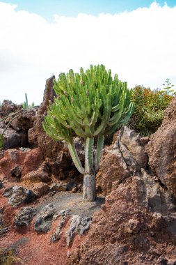 Kurak çölde güneşli bir günde, bulutlu gökyüzüne karşı kahverengi taşların üzerinde büyüyen yeşil kaktüs.