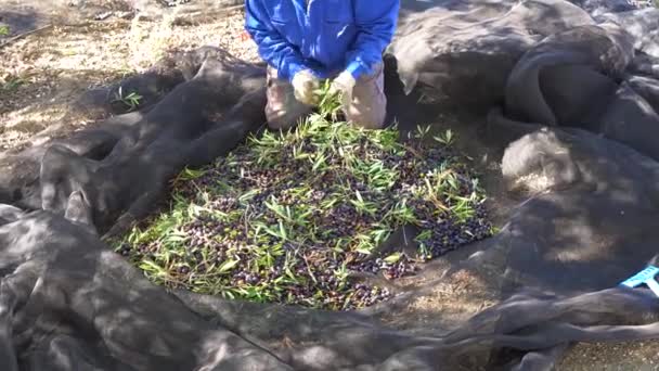 Olive Harvesting Workers Removing Leaves Branches Olive Harvest Field — Stock Video