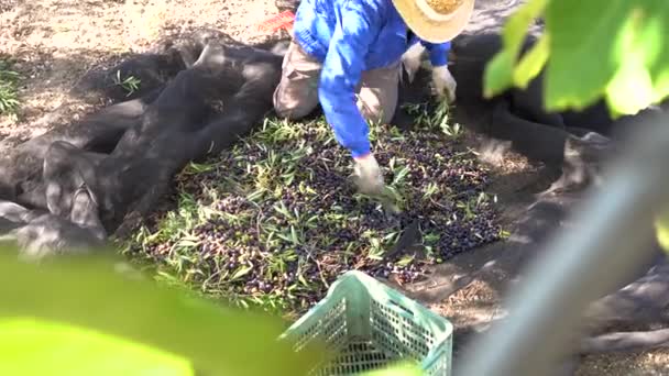オリーブの収穫 藁帽子と作業服を持つ農家は 田舎のオリーブの収穫から葉を削除します — ストック動画
