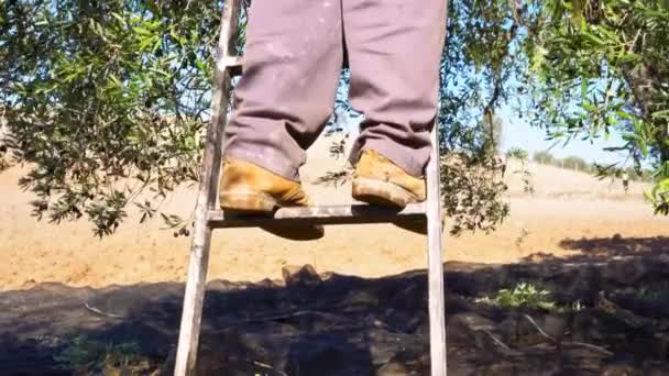 Spanya Daki Zeytin Hasadı Sırasında Ağacın Tepesinden Zeytin Toplayan Hasat — Stok video
