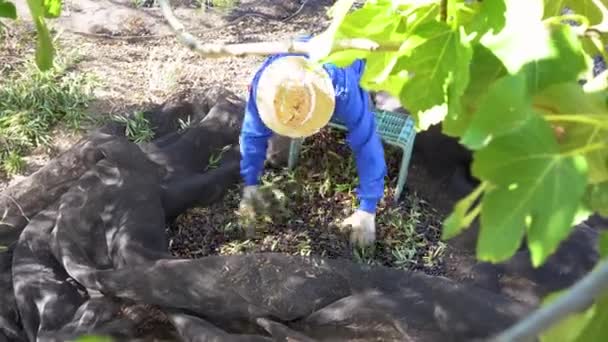 Hasır Şapkalı Koruyucu Eldivenli Çiftçi Manzarası Güneşli Bir Günde Zeytin — Stok video
