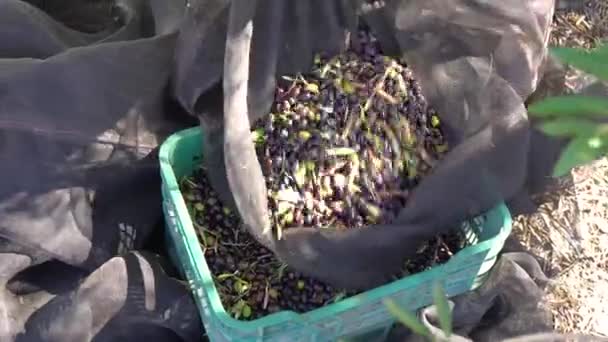 Temporada Cosecha Aceitunas España Personas Poniendo Aceitunas Una Caja Trapo — Vídeo de stock