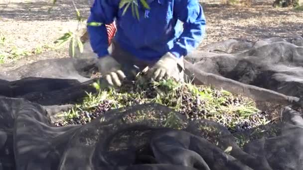 Toprakta Kıyafetleri Olan Çiftçi Kırsaldaki Zeytin Hasadından Yaprakları Temizler Temizler — Stok video