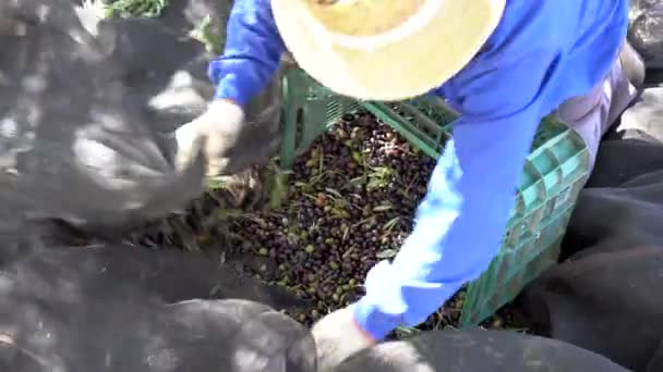 オリーブの収穫 日当たりの良い日に田舎の箱にオリーブの収穫を入れて生地の帽子と作業服を持つ労働者のトップビュー — ストック動画