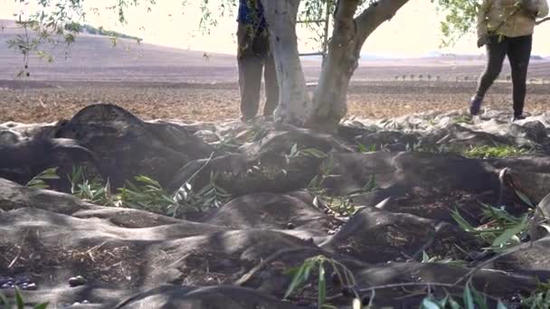 Krásná Scenérie Španělské Krajiny Zatímco Zemědělci Pracují Sklizni Oliv Slunečného — Stock video