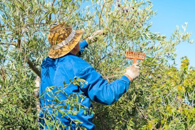 Kırsal kesimde güneşli bir günde ağaçtan tırmıkla zeytin toplayan şapkalı ve koruyucu eldivenli çiftçi..