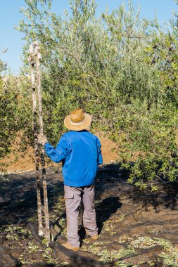 Hasır şapkalı ve iş elbiseli bir işçi güneşli bir günde kırsalda zeytin toplamak için merdiven kullanıyor. Zeytin toplama günü.
