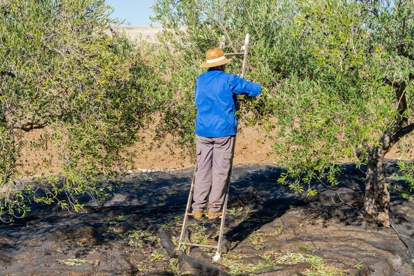 Hasır şapkalı ve iş kıyafetli çiftçi, güneşli bir günde ağacın tepesinden zeytin topluyor..
