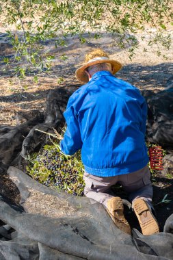 Güneşli bir günde tarlada ağ kullanarak zeytin toplayan şapkalı ve iş elbiseli yaşlı çiftçinin arkası..