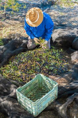Hasır şapkalı isimsiz erkek bahçıvan, İspanya 'da filizlenmiş ağaçların altında olgun zeytinleri topluyor.