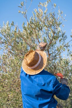 Güneşli bir günde merdivende dikilip ağaçtan zeytin toplayan yüzü olmayan erkek çiftçinin arka görüntüsü.