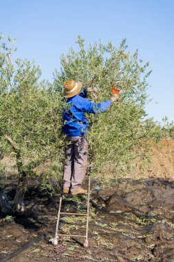 Hasır şapkalı ve iş kıyafetli çiftçi, güneşli bir günde ağacın tepesinden zeytin topluyor..