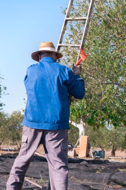 Hasır şapkalı erkek bahçıvanın arka manzarası ve İspanya 'daki fidanlıktan zeytin toplamaya hazırlanan ahşap merdiven.