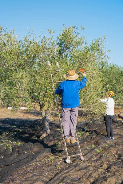 Tanınmayan erkek ve kadın bahçıvanlar güneşli bir günde İspanya 'nın yemyeşil bahçesinden tırmık ve zeytin topluyorlar.