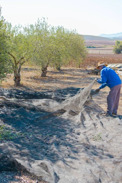 İspanya 'da hasat mevsiminde yemyeşil bahçede zeytin toplamak için ağlar tutan erkek bahçıvanın yan görüntüsü