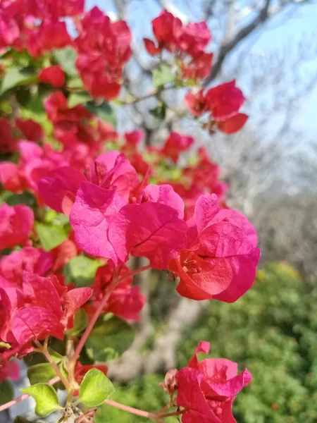 开花结果的红花 — 图库照片