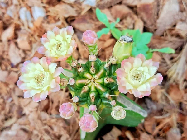 Cactus Pink Yellow Flowers Pods Seeds — Stockfoto