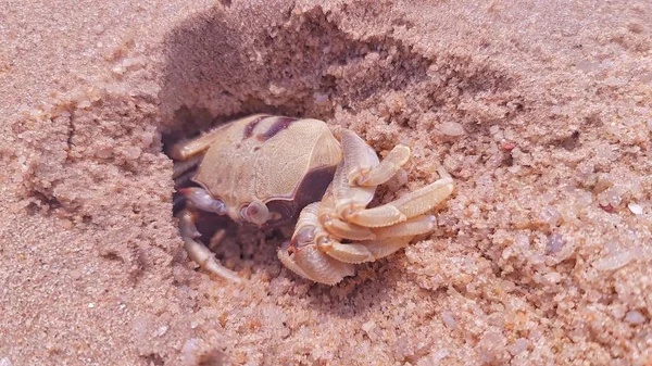 Les Crabes Font Des Trous Dans Sable Pour Cacher Vivre — Photo