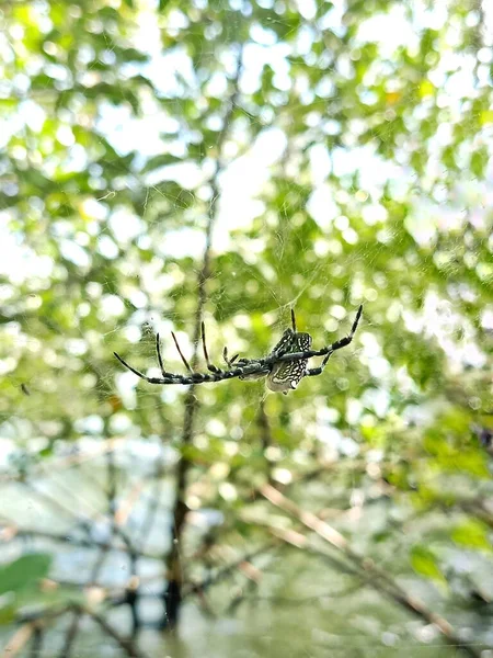 Una Gran Araña Rayas Blancas Negras Zona Del Manglar Esperando — Foto de Stock