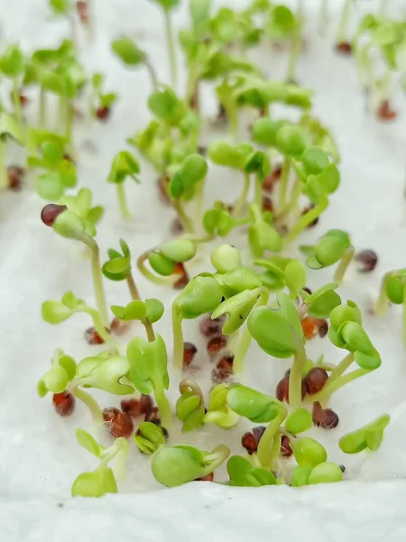 Seedlings of vegetables that are breaking from seeds grown in seed trays.