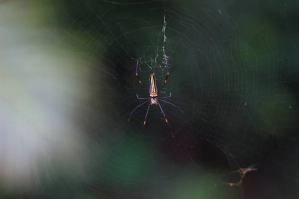 Spider Web Has Black Body Yellow Stripes — Zdjęcie stockowe