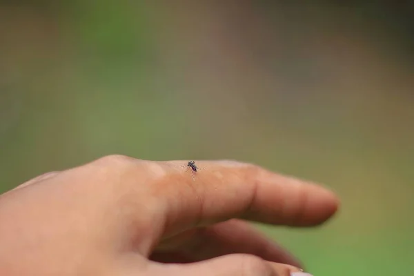 Комарі Кусає Руки Шкіру Вона Може Бути Заражена Малалія Або — стокове фото