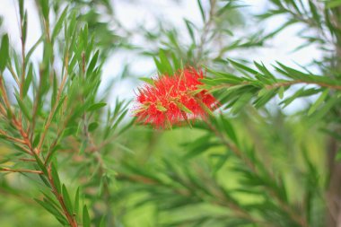 Bright red flowers, ornamental plants in a coffee shop.