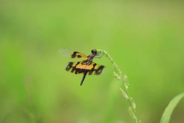 Golden Yellow Dragonfly Flying Drink Water Tops Blossoms Grass — Stok fotoğraf