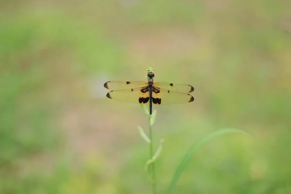 Golden Body Dragonfly Clear Wings Yellow Stripes Perched Top Flowers — Stok fotoğraf