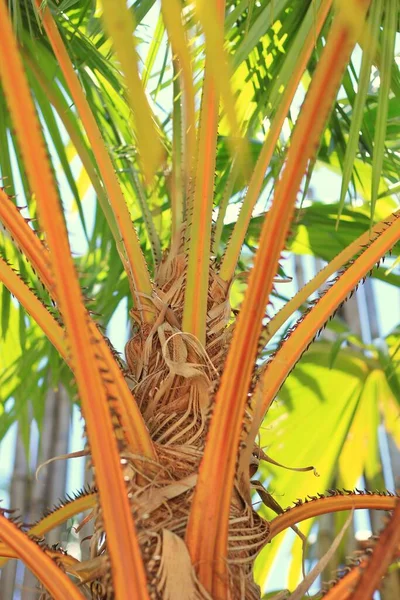 Part Palm Has Golden Yellow Leaves Arranged Front Coffee Shop — Photo