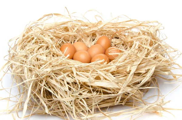 Eggs in a nest — Stock Photo, Image