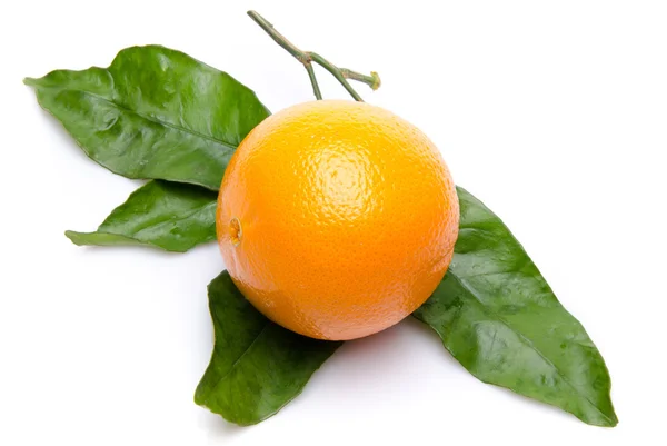 彼のオレンジを葉します。 — ストック写真