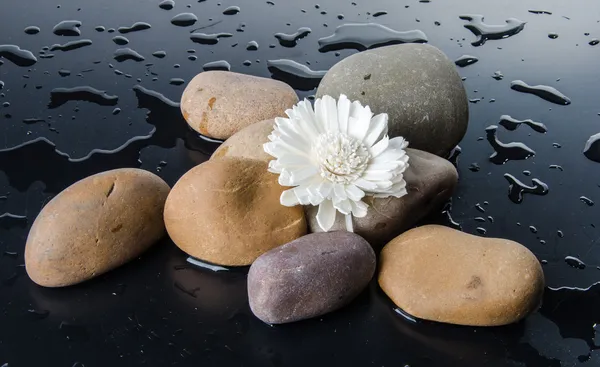 Composición de guijarros con una flor blanca — Foto de Stock