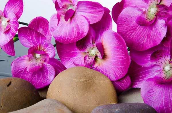 Галька и фиолетовые цветы — стоковое фото