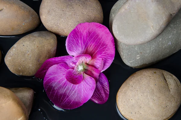 Pebbles and a purple flower — Stock Photo, Image