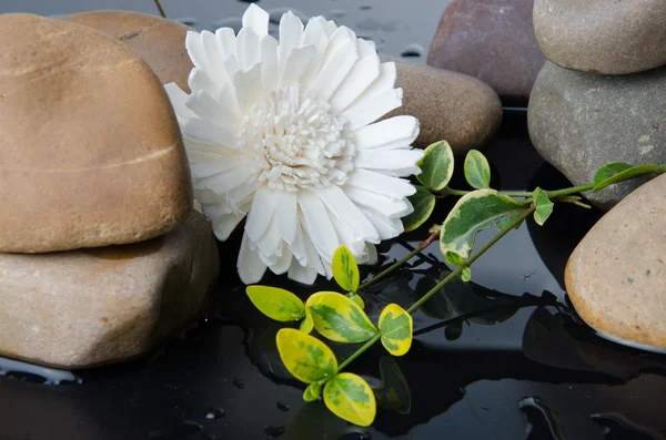 Pebbles and a white flower — Stock Photo, Image
