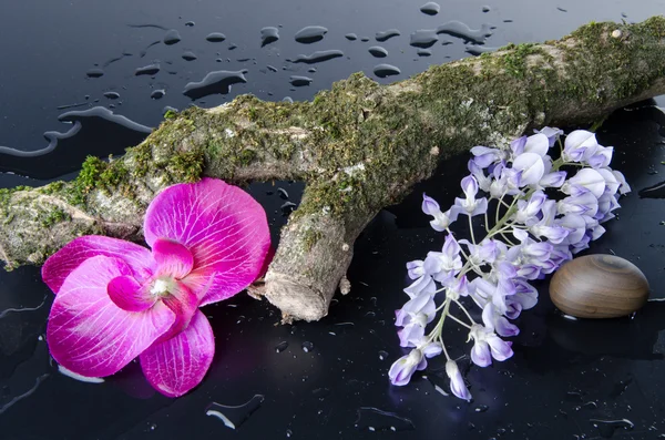 Lilac and an orchid flower with a tree branch — Stock Photo, Image