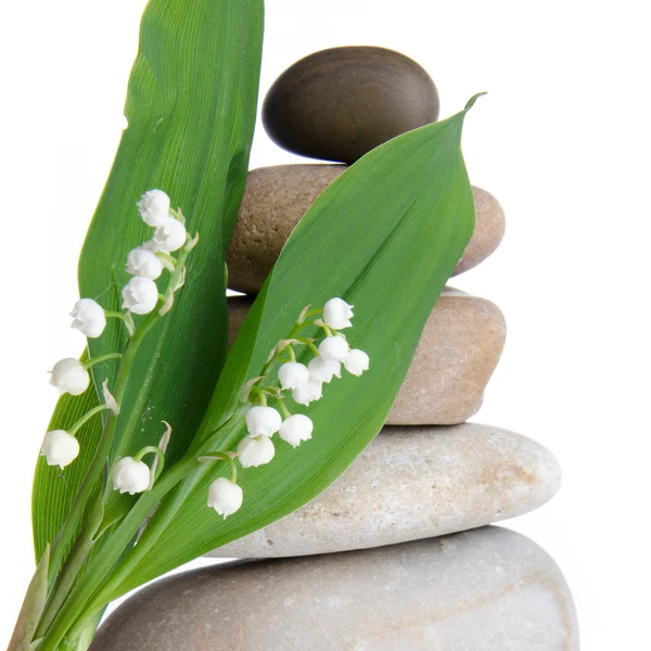 Lily-of-the-valley in front of a pebbles stack — Stock Photo, Image