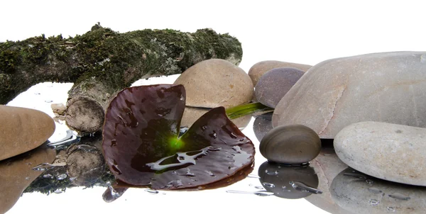 Composición con una hoja de nenúfar, piedras y una rama de árbol — Foto de Stock