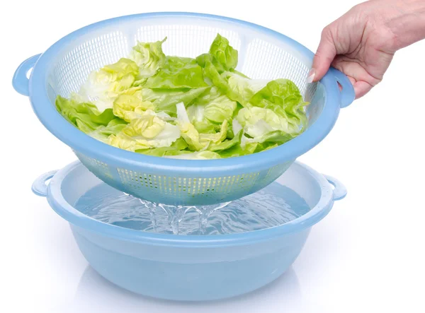 Washing of lettuce in a plastic bowl — Stock Photo, Image