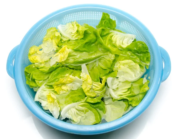 Washing of lettuce in a plastic bowl — Stock Photo, Image