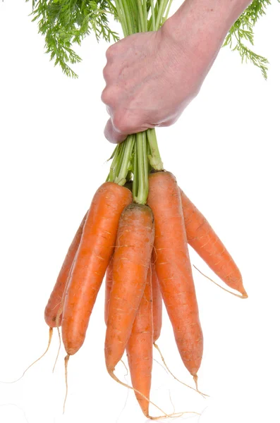Mano sosteniendo un manojo de zanahorias frescas —  Fotos de Stock