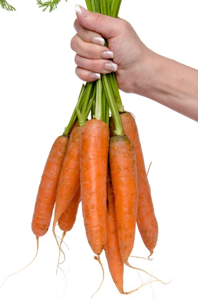 Mano sosteniendo un manojo de zanahorias frescas —  Fotos de Stock