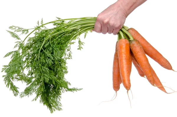 Mão segurando um monte de cenouras frescas — Fotografia de Stock