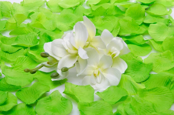 White orchid surrounded by green petals — Stock Photo, Image