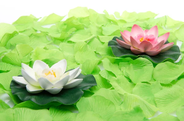 Water lilies surrounded by green petals — Stock Photo, Image