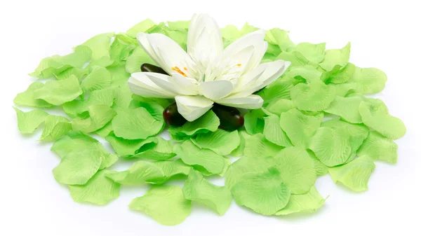 White water lily on a carpet of green petals — Stock Photo, Image